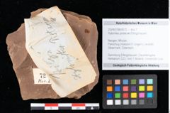 Foto (Objekt + Etikett) von Xylomites pistaciae Ettingshausen (NHMW-GEO-2024-0188-0072)